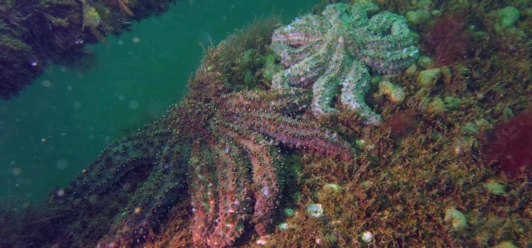 Taroona Artificial Reef in October 2015