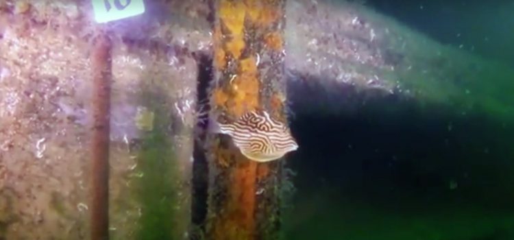 Taroona Artificial Reef eight weeks after placement